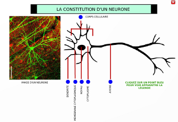 neurone.png