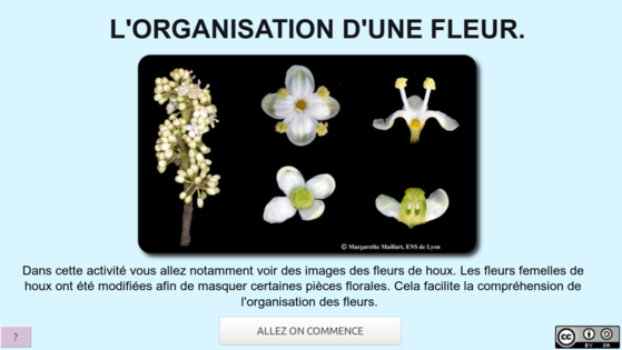 vignette-fleur-1-4-html-telechargement.png