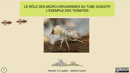 termite-vignette.png