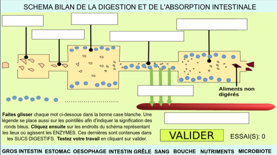 vignette-telechargement-digestion.png