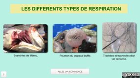 vignette-type-respiration-html5.png