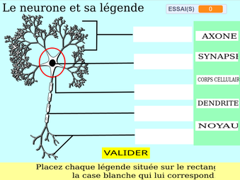 vignette-neurone.png