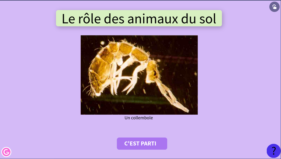 vignette-animaux-sol.png