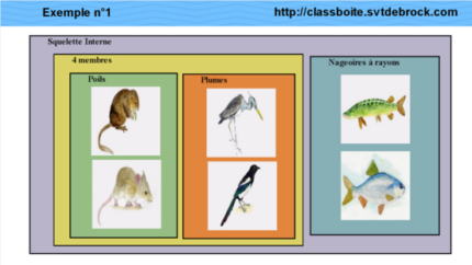 vignette-classification.png