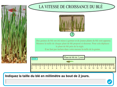 vignette-croissance-ble.png