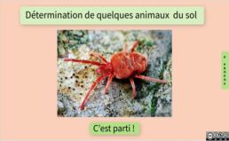 vignette-determination-animaux-sol2.jpg