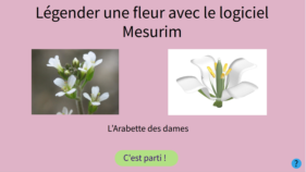 vignette-fleur-mesurim.png