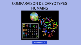 comparaison-caryotype.png