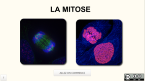 vingette-mitose-html5.png