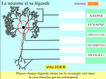 vignette-neurone.png