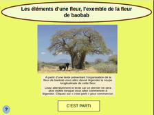 vignette-baobab-resized.png