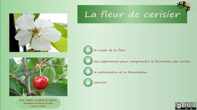 vignette-cerisier-html5.jpg