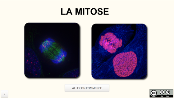 vignette-mitose-html5-grande.png